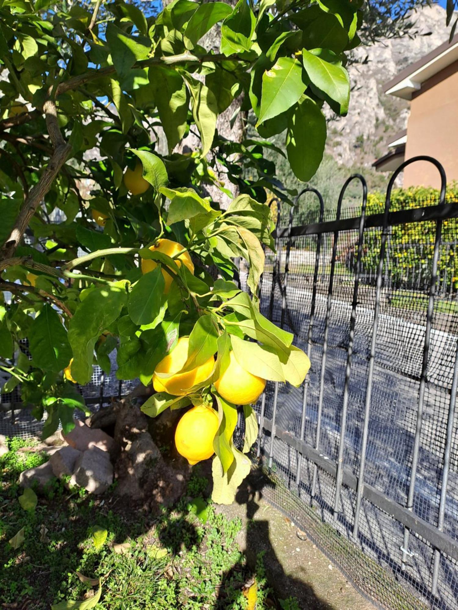 Oma Margareta Apartment Limone sul Garda Exterior photo